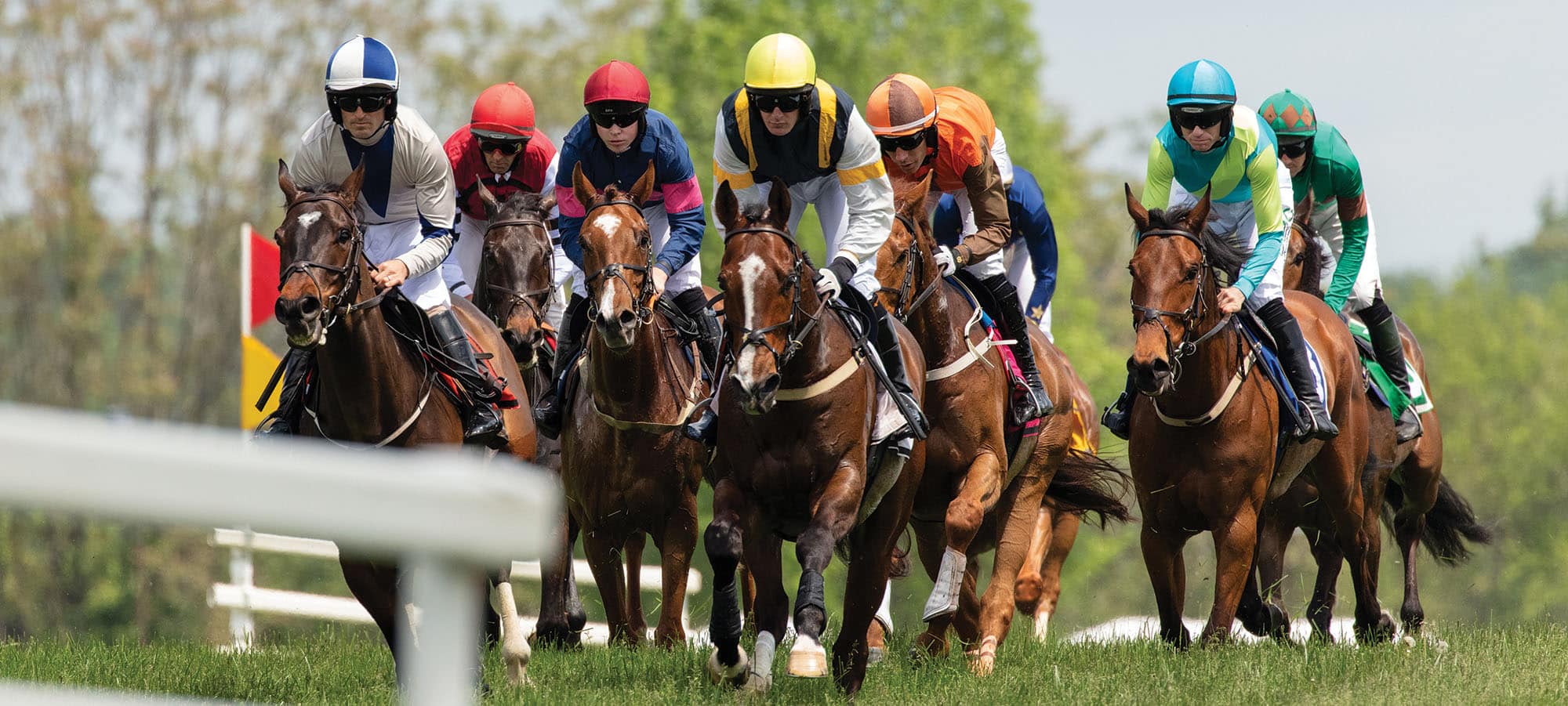 Horses at Gold Cup in Fauquier County